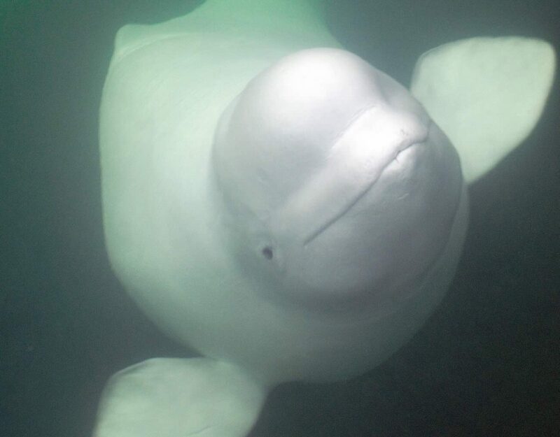 beluga