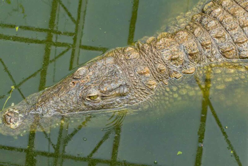 crocodile