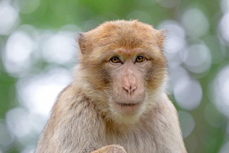 macaque magot