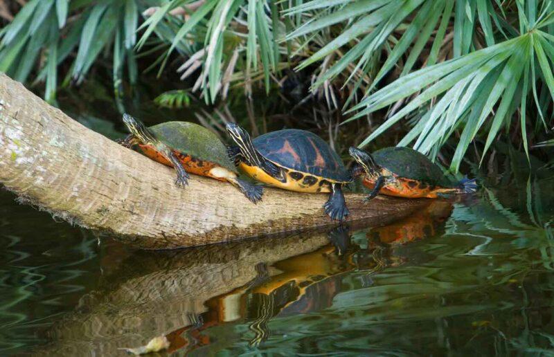 tortue floride